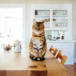 apartment-pet-cat
